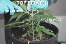 Topping_cannabis_plant_with_scissors._between_5th_and_6th_node.jpg