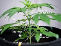 Cannabis_plant_node_diagram_-_when_to_top.jpg