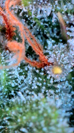photo173536.png