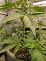 IMG_20240615_134600_HDR[1].jpg