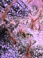 IMG_8599.jpg
