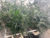 Garlic Storm With GodFather OG 6-20-24.jpg