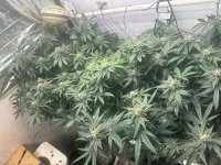 Garlic Storm & Pineapp;le Chunk 6-20-24.jpg