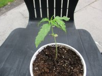 23~6~24 Seedling ~ almost a month.jpg