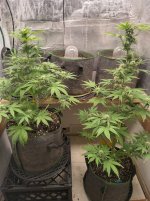 IMG_20240709_143329_HDR[1].jpg