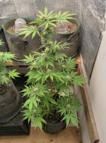 IMG_20240709_143320_HDR[1].jpg