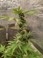 IMG_20240709_143303_HDR[1].jpg