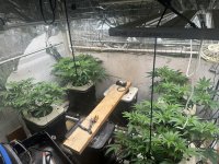 Slurricane 7 X Platinum Kush Breath 12-16-2023.jpg