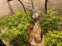 grow1.jpg