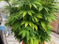 grow2.jpg