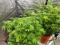 grow3.jpg