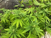 grow4.jpg