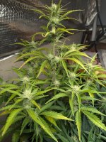 whole plant.jpg