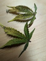 two ugly leaves.jpg