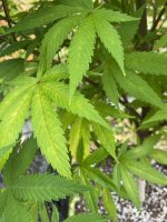 Lower leaves.jpg