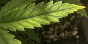 yellowing Leaves 8-12-24.jpg