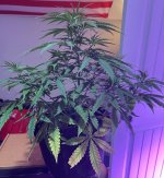 yellowing Leaves 8-12-24 2b.jpg