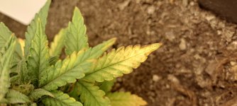 photo175248.jpg