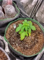 IMG_20240915_105203_HDR[1].jpg