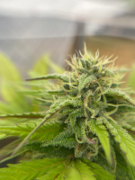 how-much-longer-until-harvest-v0-13g9odq5rtpd1.png