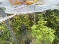 Plant Plus Fan.jpg