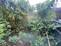 Surrounding Plants.jpg