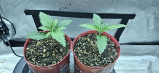 20240924_075525.jpg