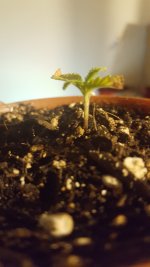 20170506_210645_001.jpg