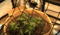 Cali OG Kush.png