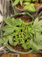 IMG_20241016_093956_HDR[1].jpg