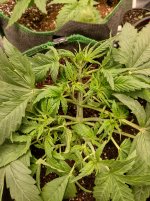 IMG_20241016_093946_HDR[1].jpg