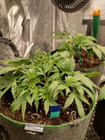 IMG_20241018_124843_HDR[1].jpg
