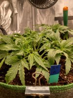IMG_20241018_124332_HDR[1].jpg