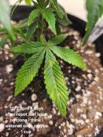 photo176718.jpg