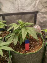 IMG_20241019_115313_HDR[1].jpg
