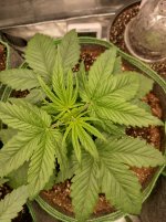IMG_20241019_115255_HDR[1].jpg