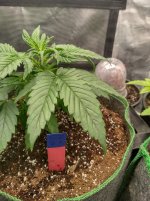 IMG_20241019_115244_HDR[1].jpg