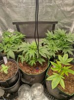 IMG_20241024_154119_HDR[1].jpg