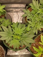 IMG_20241024_154015_HDR[1].jpg