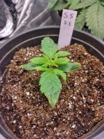IMG_20241024_153928_HDR[1].jpg