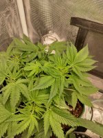 OZS1[1].jpg