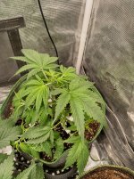 OZS1_NT[1].jpg