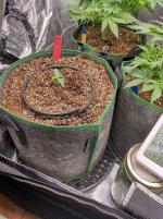 IMG_20241028_092537_HDR[1].jpg