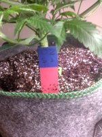 OZ_NT[1].jpg