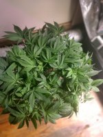 OZ2[1].jpg