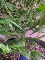 OZ_NT1[1].jpg
