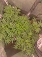 All_5[1].jpg