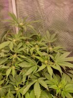 IMG_20241115_171609_HDR[1].jpg