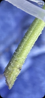 photo177545.png