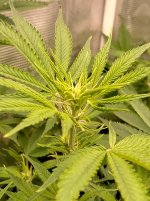 OZS1[1].jpg